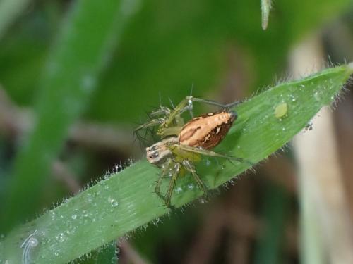 Réf. 360 633 : Oxyopes (lineatus-nigripalpis)